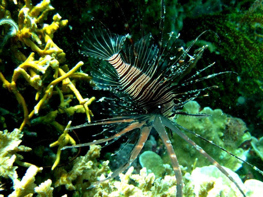 Kalipayan Beach Resort & Atlantis Dive Center Panglao Exteriér fotografie