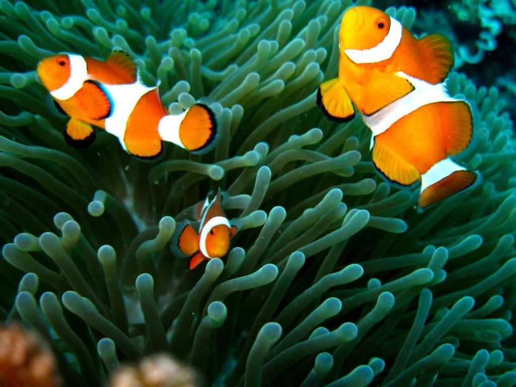 Kalipayan Beach Resort & Atlantis Dive Center Panglao Exteriér fotografie