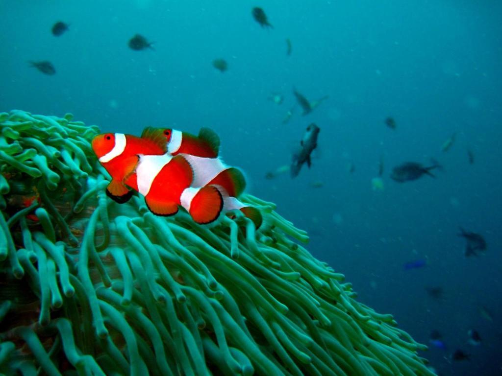 Kalipayan Beach Resort & Atlantis Dive Center Panglao Exteriér fotografie